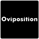 obiposition